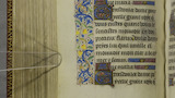 Tulips (fol. 188v)