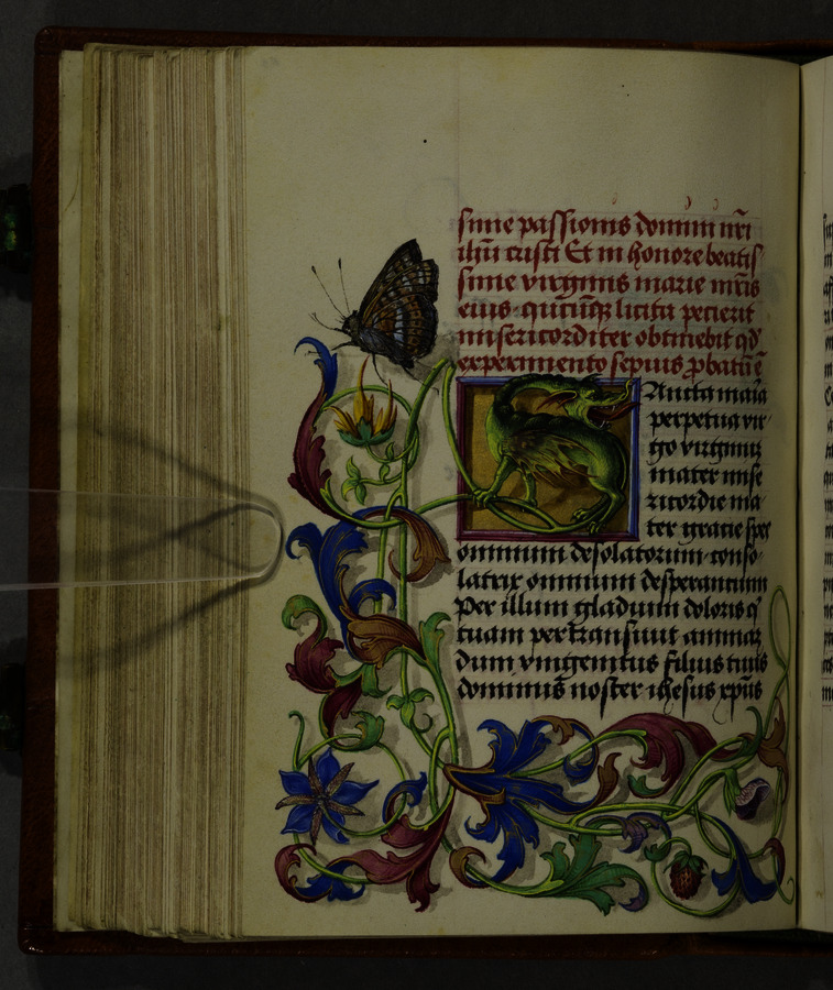 Dragon and butterfly (fol. 98v) Image credit Leeds University Library