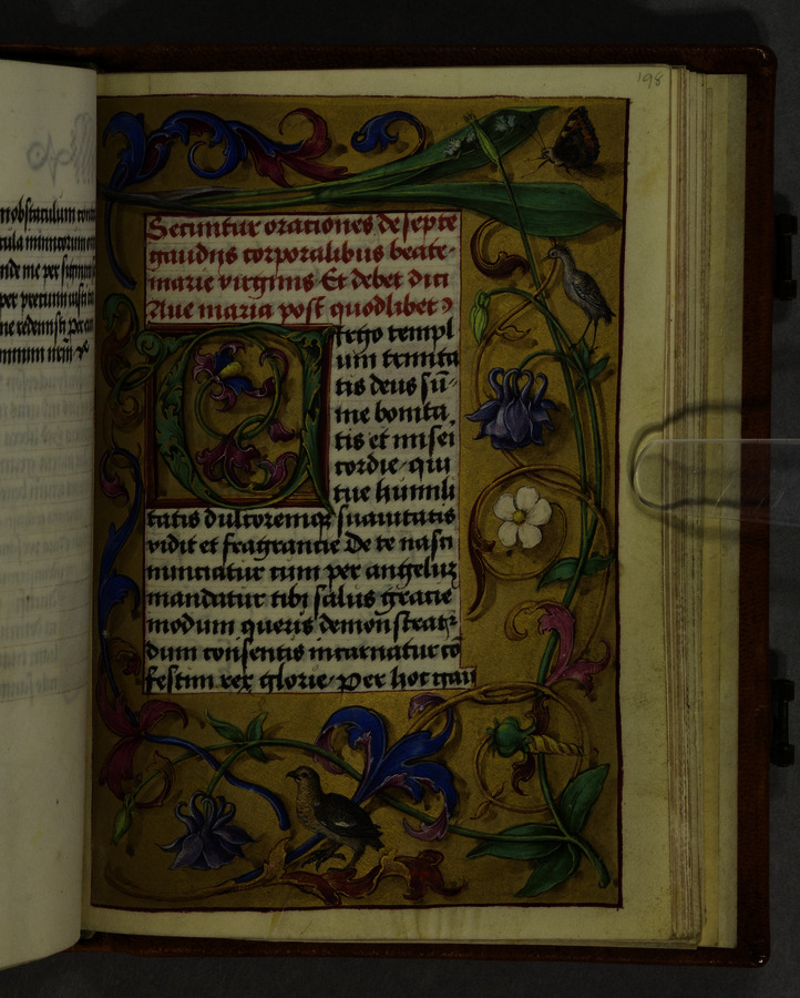 Birds, butterflies and flowers (fol. 198r) Image credit Leeds University Library