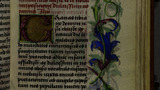 Wild rose (fol. 28r)