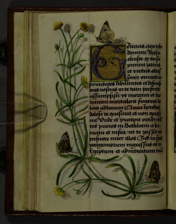 Buttercups and butterflies (fol. 29v) Image credit Leeds University Library