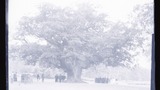 Sherwood Forest, 