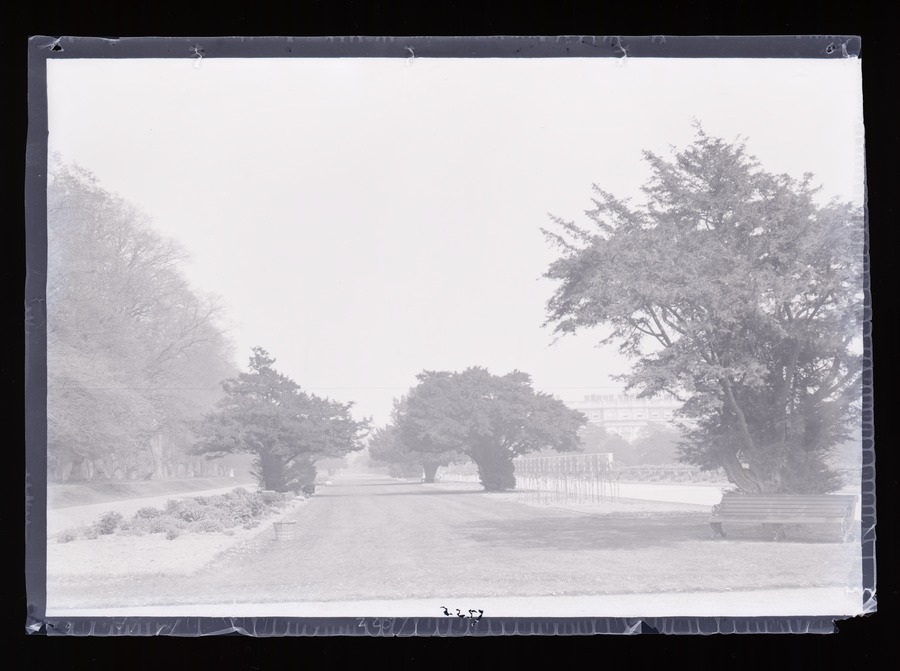 Hampton Court Palace, Garden Yews Image credit Leeds University Library