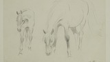 Pencil drawing of horses. Untitled. No date.