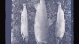 Trefriw, Salmon