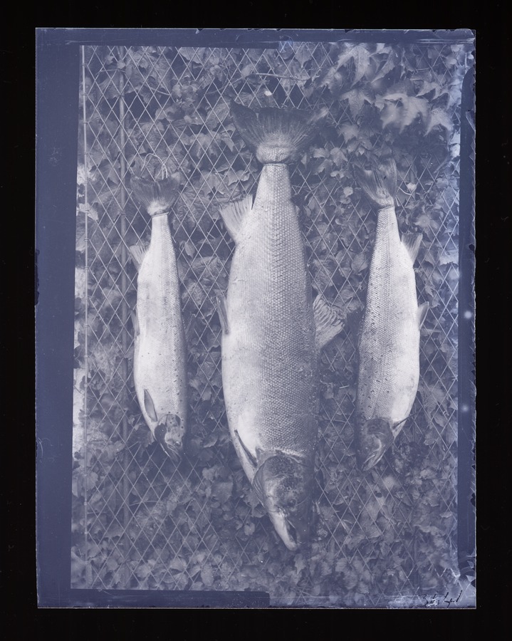 Trefriw, Salmon Image credit Leeds University Library