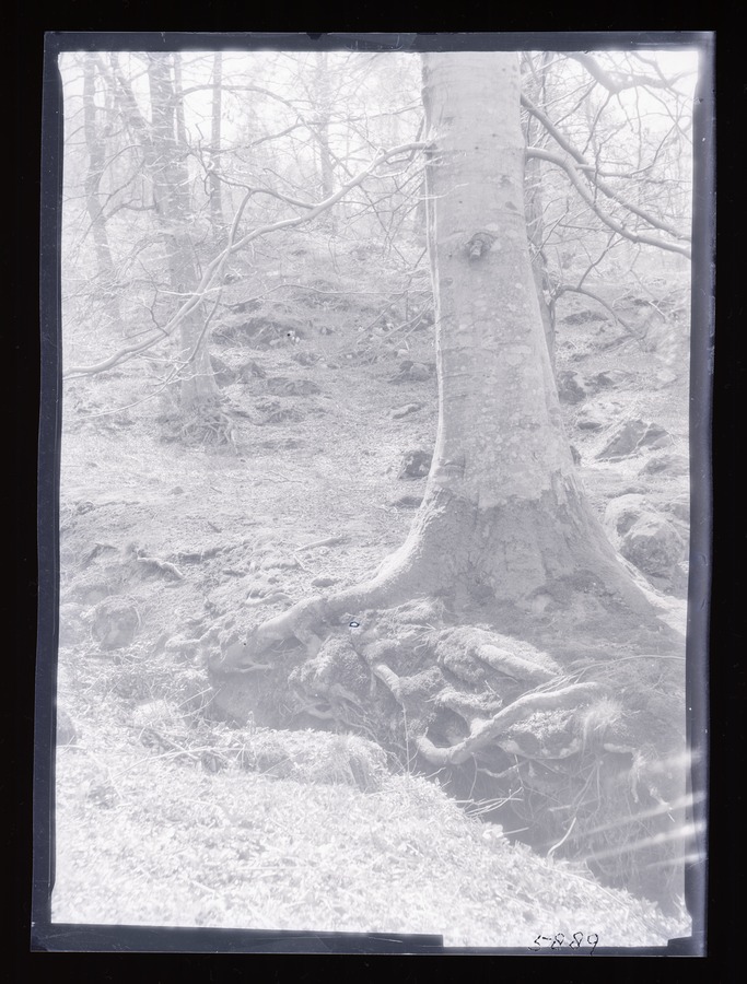 Arncliffe Woods Tree Image credit Leeds University Library