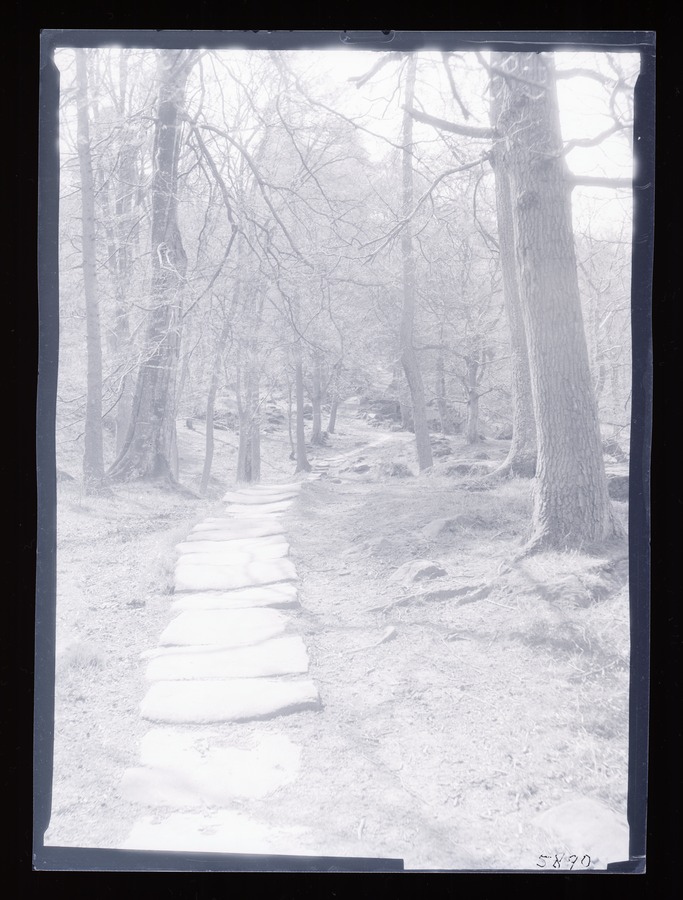 Arncliffe Woods Path Image credit Leeds University Library
