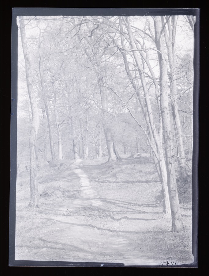 Arncliffe Woods Path Image credit Leeds University Library