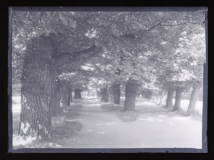Cambridge, Trees back of Kings College Image credit Leeds University Library