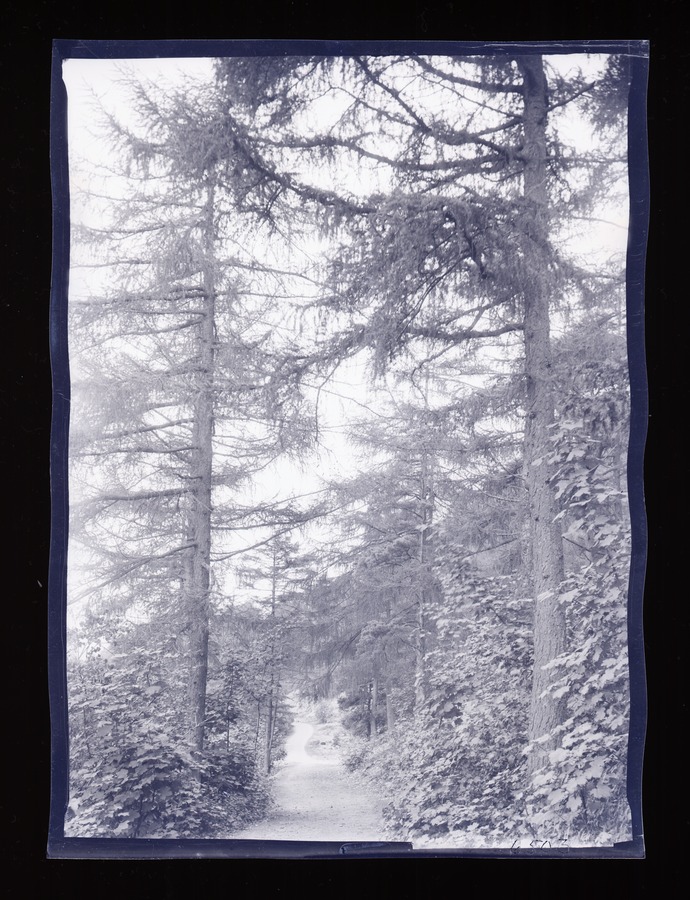 Arnside, Path through Woods Image credit Leeds University Library