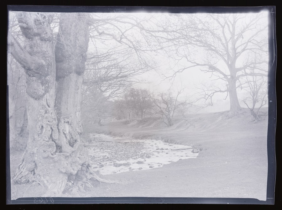 Kirby Lonsdale, trees Image credit Leeds University Library