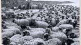 Rounding up Dalesbred ewes in winter on Grassington Moor, Wharfedale. Reverse print of image originally used as one of the photographic illustrations in "Getting to Know Yorkshire" (1964)