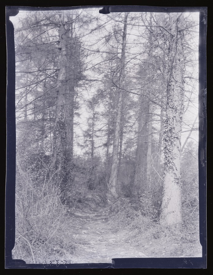 Grange-over-sands, Eggerslack Wood Image credit Leeds University Library