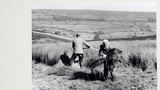 Mr G.Featherstone and Miss R.Farrow gathering seaves at Venom's Nick, Rosedale. Image used for one of the photographic illustrations in "Life in the Moorlands of North-East Yorkshire" (1972), plate 172. (Page reference taken from the new edition, which wa