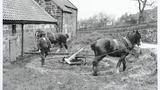 Mr J. Lumsden, Rawson Syke, Farndale, using a horse wheel, c.1933. Image used for one of the photographic illustrations in "Life in the Moorlands of North-East Yorkshire" (1972), plate 117. (Page reference taken from the new edition, which was published b