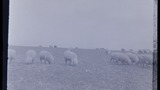 Brighton, Sheep