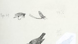 Top, large country house in park setting; centre, fishing fly and dragonfly; below, dipper standing on a rock. Original drawings prepared for "Poems, Strange Places, Rhymes for Children and Others" by Joan Ingilby, published by the Dalesman Publishing Com