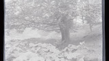 Stainforth