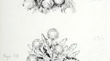 Above, mushrooms; below, dandelion plant. Original drawings prepared for "Poems, Strange Places, Rhymes for Children and Others" by Joan Ingilby, published by the Dalesman Publishing Company Ltd. (1994). Indicated for use on pages 7 and 24 respectively.