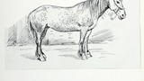 "A Dogerell Rhyme for a Wensleydale Pony" (standing pony facing right). Original drawing prepared for "Poems, Strange Places, Rhymes for Children and Others" by Joan Ingilby, published by the Dalesman Publishing Company Ltd. (1994). Indicated for use on p