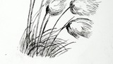 Cotton grass. Original drawing prepared for "Poems, Strange Places, Rhymes for Children and Others" by Joan Ingilby, published by the Dalesman Publishing Company Ltd. (1994). Indicated for use on page 81,[but marked no room].Verso, inscription p.40 Dalesm