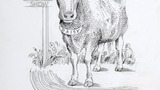 "Daisy and the Dairy Show"  (jersey cow and signpost). Original drawing prepared for "Poems, Strange Places, Rhymes for Children and Others" by Joan Ingilby, published by the Dalesman Publishing Company Ltd. (1994). Indicated for use on page 163.