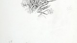 Above, a clump of daffodils; below, a spray of lily-of-the-valley. Original drawings prepared for "Poems, Strange Places, Rhymes for Children and Others" by Joan Ingilby, published by the Dalesman Publishing Company Ltd. (1994). Indicated for use on pages