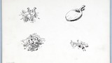 Geese; cheese board (with Thompson mouse); sheep by a beck with overhanging tree; herb robert. Original drawings prepared for "Yorkshire Cottage" (1942), and used as tailpieces in the case of the first three, pages 103, 88, and 110 respectively. The last