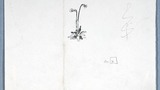 Butterwort, original drawing  used as a tailpiece in "Yorkshire Tour" (1939)