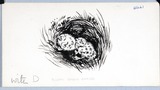 Fluffy Brown Babies' (black-headed gull nestlings). Original drawing used in "Yorkshire Heritage" (1950), page 229