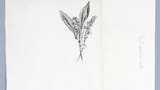 Lily-of-the-Valley, original drawing  prepared and proposed as one of the illustrations for "Yorkshire Tour" (1939), but not used