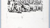 "Holding the sheep for the Judge's Inspection". Original drawing used in "Yorkshire Heritage" (1950), page 85