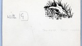 Sheep's skull in grass. Original drawing proposed for "Yorkshire Heritage" (1950) but not used