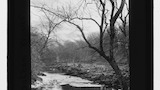 Bolton Woods