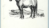 Cleveland Bay stallion. Original drawing used as a tailpiece in "The Wonders of Yorkshire" (1959), page 239