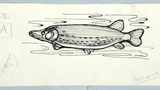 Pike. Original drawing prepared for "The Wonders of Yorkshire" (1959), but not used