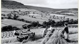 The Hugills and the Franks reaping with a tractor and a Massey-Harris self-binder and stooking on Ewe cote Farm, Farndale. Image used for one of the photographic illustrations in "Life in the Moorlands of North-East Yorkshire" (1972), plate 103. (Page ref