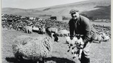 Mr W. Calvert, Thorns, Swaledale, holding twins at lambing time. Image used for one of the photographic illustrations in "Life and Tradition in the Yorkshire Dales" (1968), plate 76