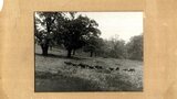 Photograph, Leeds University's flock of Soay sheep at Temple Newsam