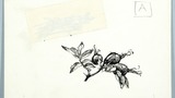 Rosehips. Original drawing used as a tailpiece in "The Wonders of Yorkshire" (1959), page 212