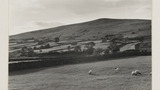 Common Pasture at Gunnerside