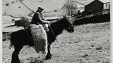 Mr Brian Fawcett, Greenses, near Keld, Swaledale, jagging bales of hay. Image used for one of the photographic illustrations in "Life and Tradition in the Yorkshire Dales" (1968), plate 69