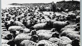 Rounding up Dalesbred ewes in winter on Grassington Moor, Wharfedale. Image originally used as one of the photographic illustrations in "Getting to Know Yorkshire" (1964), plate 13 above