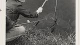 Crabbing Crayfish on the River Ure