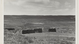 Gathering Sheep for Shearing: Apedale