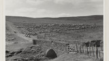 Gathering Sheep for Shearing: Apedale