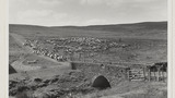 Gathering Sheep for Shearing: Apedale