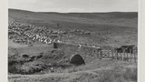 Gathering Sheep for Shearing: Apedale