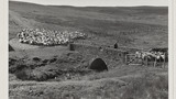 Gathering Sheep for Shearing: Apedale